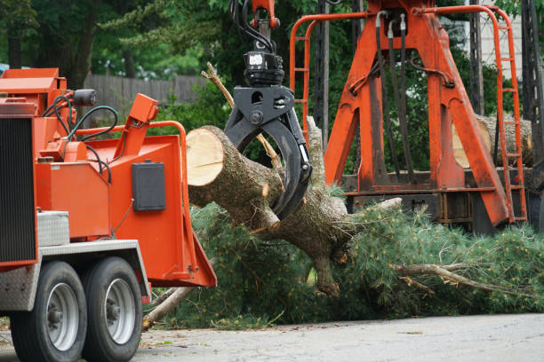 Tree Service Company in De Pere, WI